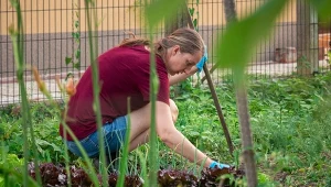 Jakie warzyw można posadzić w ogrodzie po ogórkach?