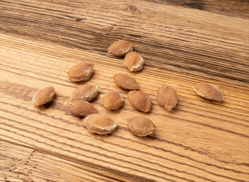 O śliwę uprawianą z pestki trzeba zadbać, aby szybko się przyjęła w gruncie