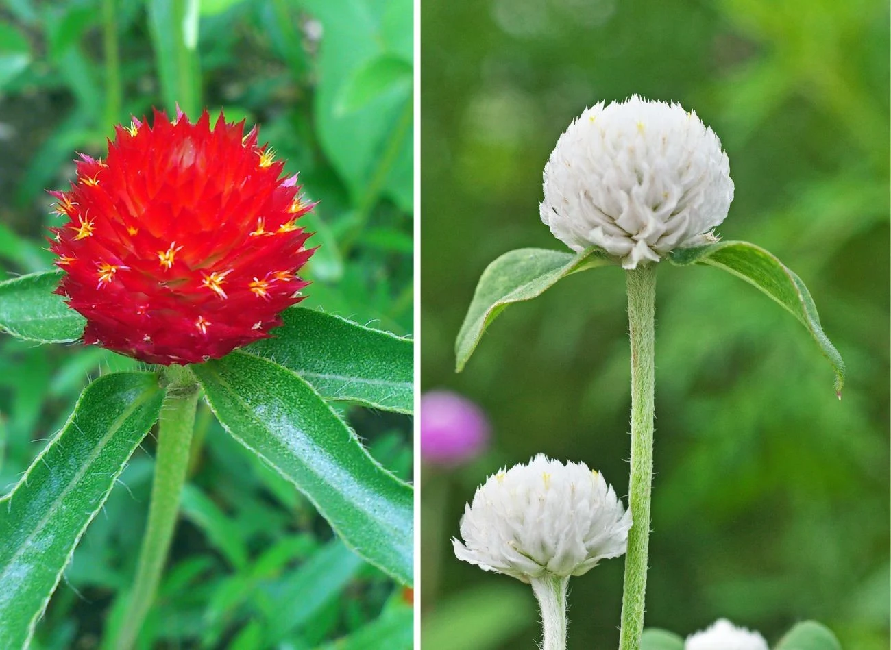Gomfrena kulista występuje w kilku ciekawych odmianach. Fot. Mia Zeus/igaguri_1
