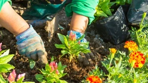 Wrzesień jest idealnym czasem na rozmnażanie wielu roślin w ogrodzie. Fot. ptaa2010/Canva Pro