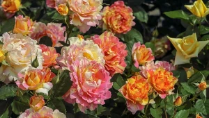 Odżywka z ziemniaków wspiera zdrowie róż na wielu płaszczyznach, wydłużając ich kwitnienie.