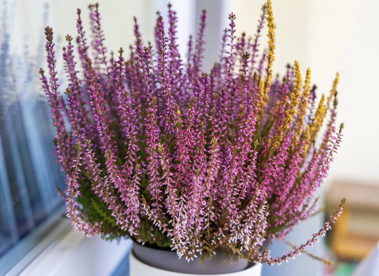 Wrzosy można uprawiać zarówno w gruncie, jak i w donicach czy skrzyniach balkonowych