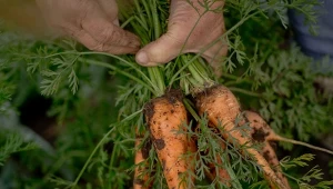 Jak rozpoznać, że marchew jest gotowa do zbioru?