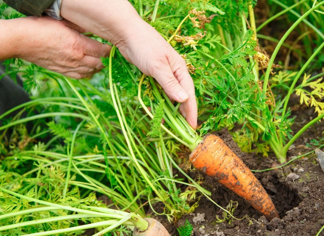 Gdy końcówki naci zaczynają brązowieć to znak, że marchew jest gotowa do zbioru