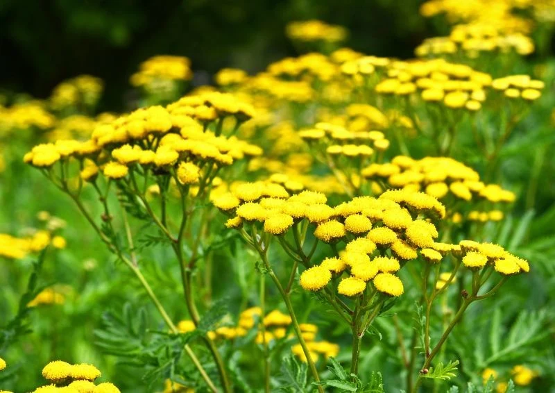 Wrotycz pospolity jest popularny w Polsce i rośnie często na łąkach, w rowach, na skarpach i poboczach dróg.