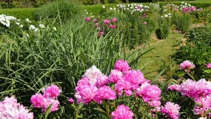 Gdy piwonia traci wigor i słabo kwitnie, to znak, że trzeba ja przesadzić.