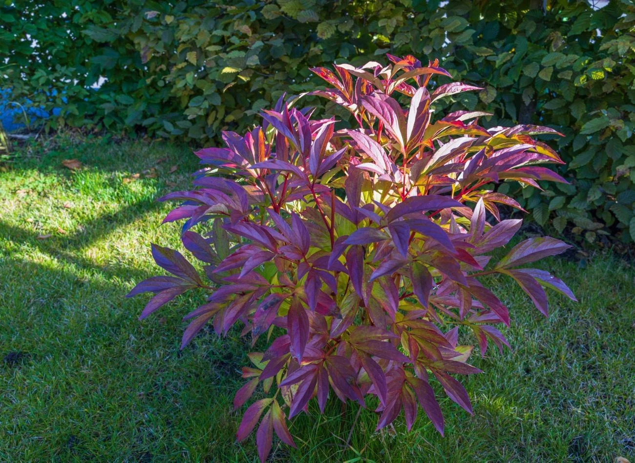 Piwonia potrzebuje dobrej ziemi i słonecznego stanowiska.