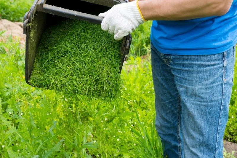 Skoszoną trawę najpierw umieszczamy w worku i zostawiamy na słońcu