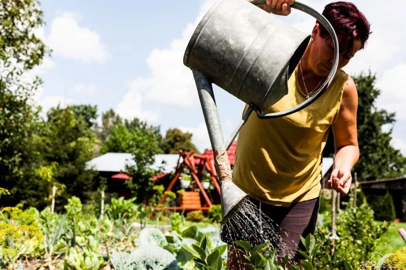 Nawozem z trawy podlewamy dynie, ogórki i cukinie co 7-10 dni