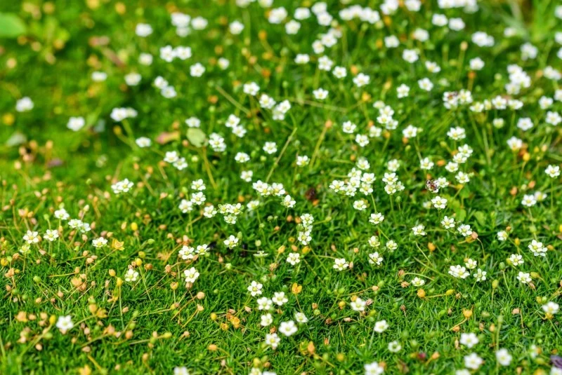 Najlepszym terminem sadzenia karmnika ościstego jest wczesna wiosna (kwiecień–maj) lub wczesna jesień (wrzesień).
