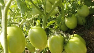 Pomidory wymagają zbilansowanej mieszanki składników odżywczych, których niedobór może bezpośrednio powodować opadanie owoców.