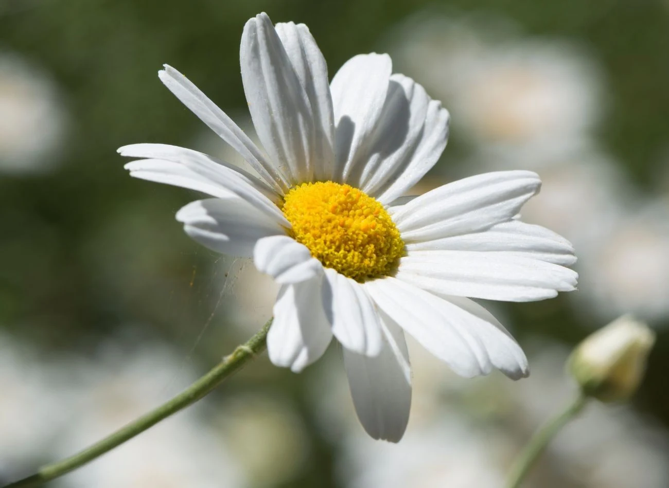 Złocień dalmatyński jest bardzo prosty w uprawie