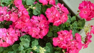 Pelargonie są często atakowane przez mączliki. Jak uratować kwiaty?