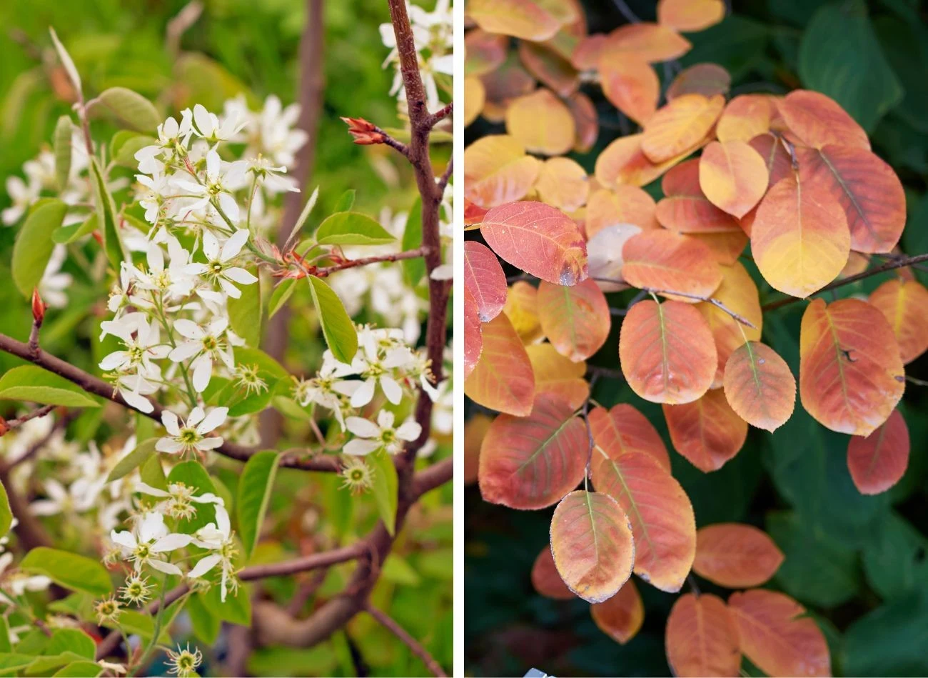 Jesienią liście świdośliwy kanadyjskiej przebarwiają się na spektakularne odcienie pomarańczu i czerwieni. Fot. Nadejda2025/seven75