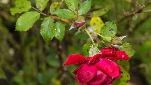 Czarna plamistość niszczy róże w mgnieniu oka.