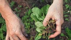 Jakich roślin lepiej nie wrzucać do kompostownika?