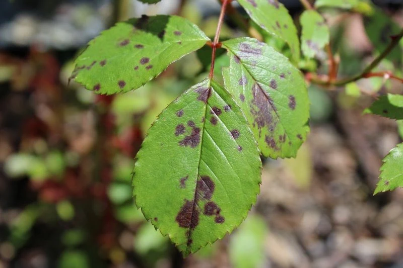 Czarne plamy na liściach róży zwiastują poważny problem dla ogrodnika
