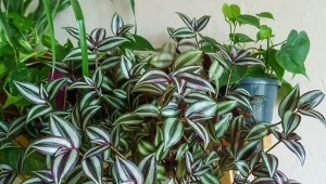 Jak uprawiać trzykrotkę? Proste zabiegi sprawia, że szybko się zagęści.