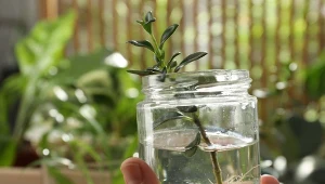 Jak wspomóc wzrost korzeni? Warto wypróbować te domowe sposoby.