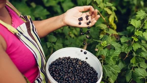 Czym zasilić porzeczki po zbiorach?