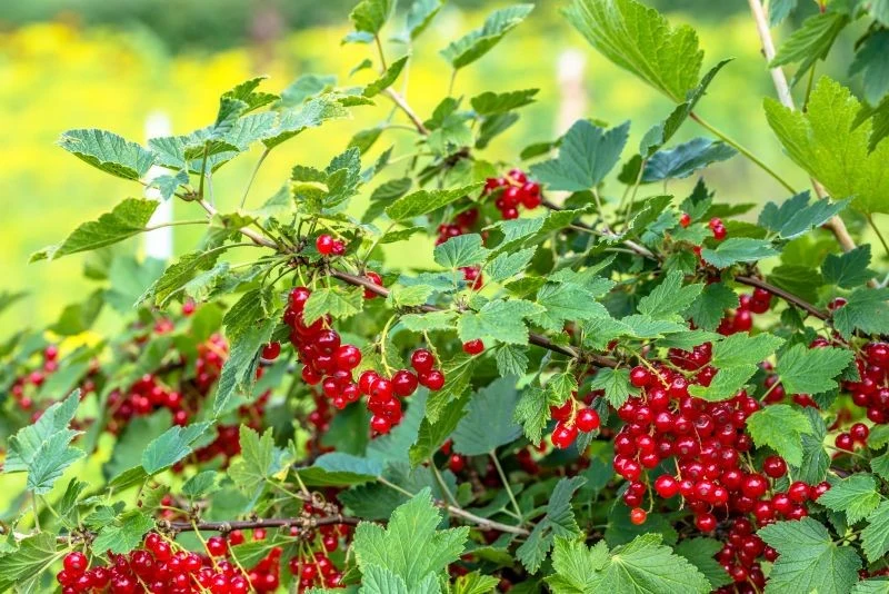 Nawożenie porzeczek po zbiorach jest niezbędne, jeśli chcemy mieć udane zbiory za rok