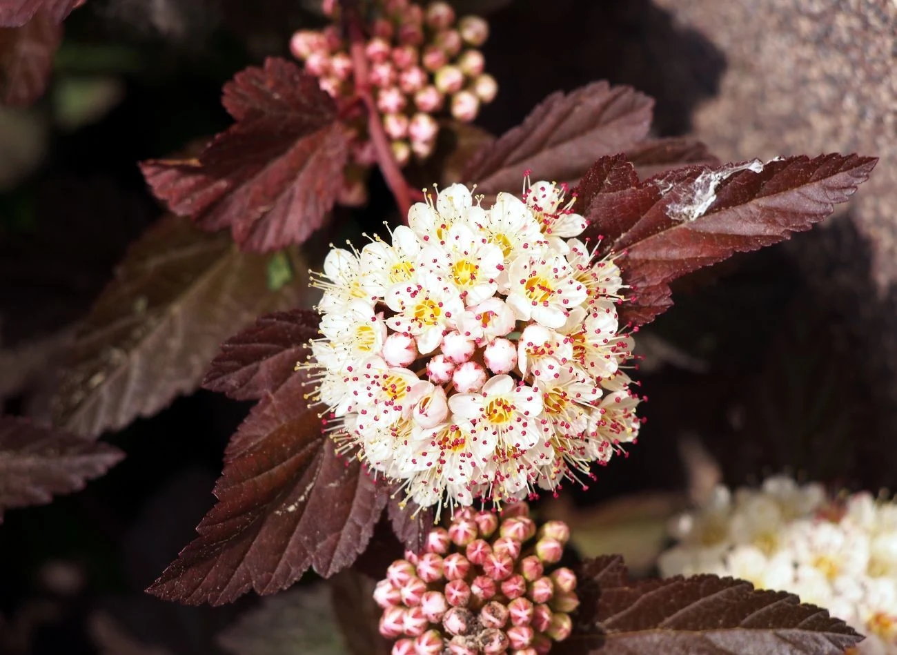 Pęcherznica kalinolistna zachwyca nie tylko drobnymi kwiatami zebranymi w kule, ale także kolorowymi liśćmi. Fot. Gratysanna/CanavaPro