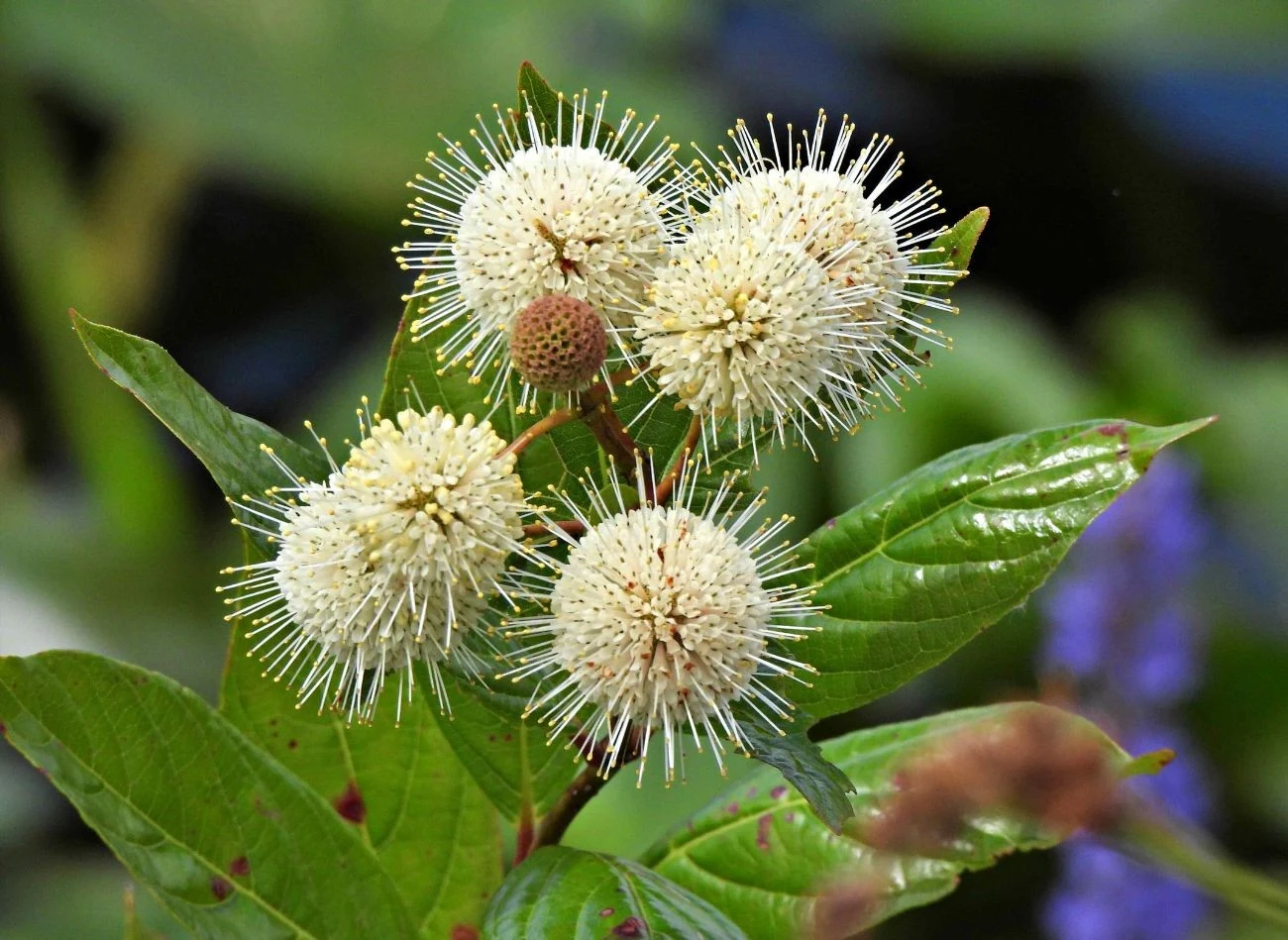 Guzikowiec zachodni wyróżnia się oryginalnym kwiatostanem.