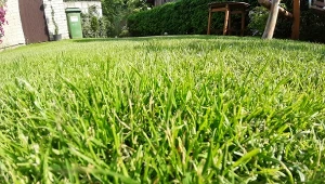 Podpowiadamy, jak zadbać o trawnik we wrześniu.