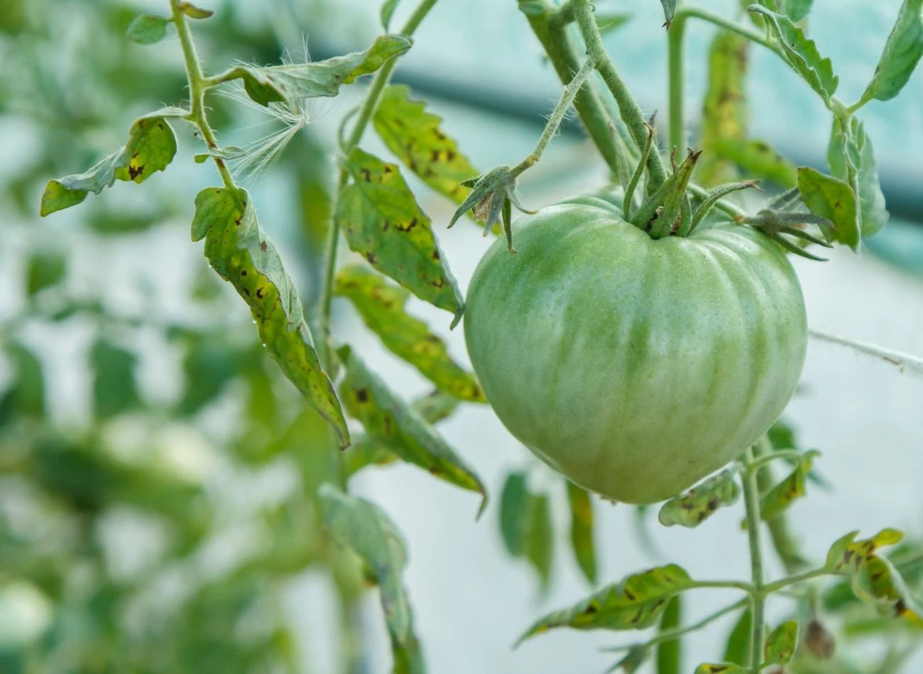 Zmiany na liściach pomidorów to nie zawsze oznaka choroby. Przyczyną może być nadmiar składników odżywczych.