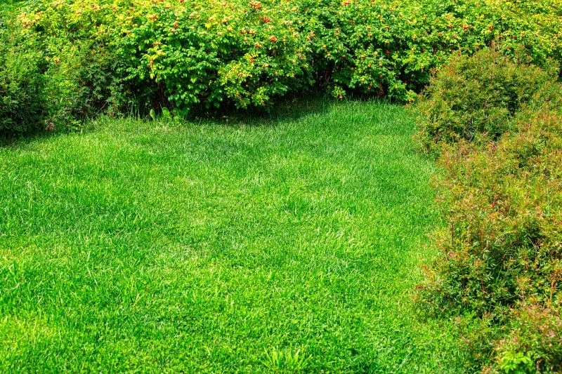 Czym nawozić trawnik na koniec lata