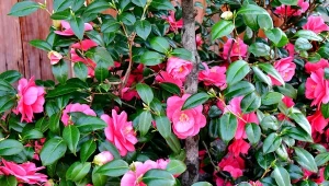 Kamelia prezentuje się wspaniale, gdy większość roślin już przekwitła. Jak wykorzystać ją w ogrodzie? Fot. magicflute002 / Canva Pro