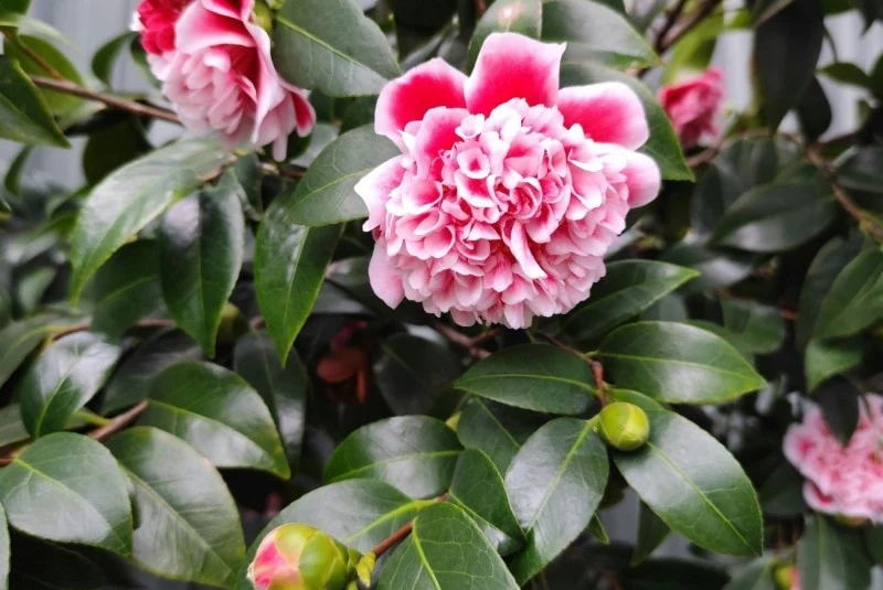 Kwiaty kamelii mogą mieć nawet do 12 cm średnicy