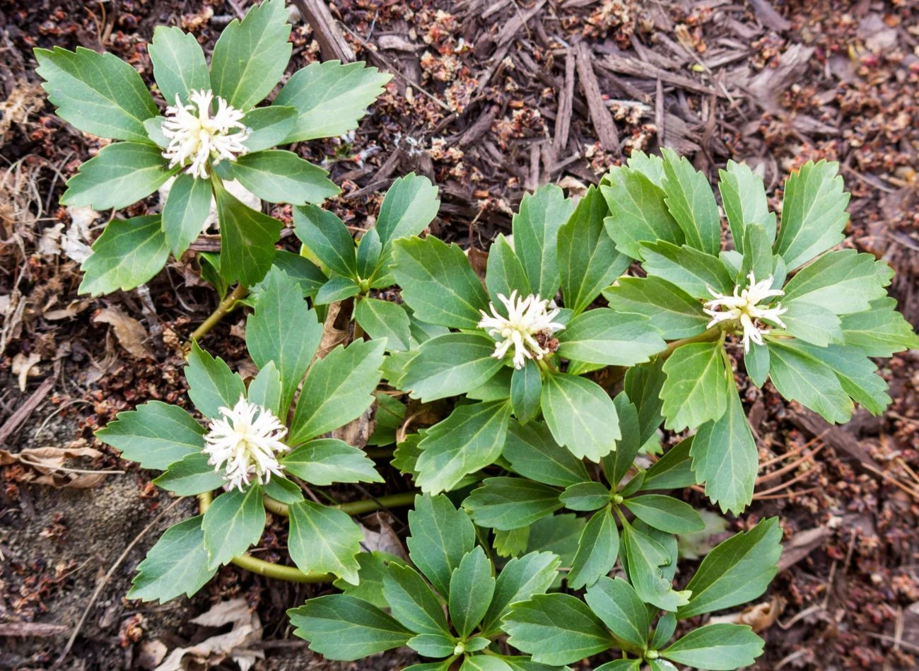 Runianka japońska najlepiej rośnie w cieniu, dzięki czemu może ozdobić te miejsca ogrodu, gdzie nic innego nie chce rosnąć