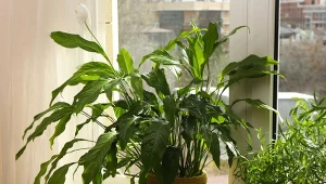 Jak skutecznie pozbyć się ziemiórek?