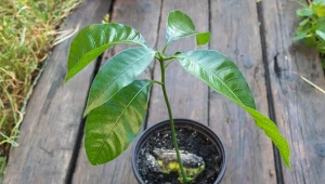 Jak wyhodować drzewko mango z pestki?