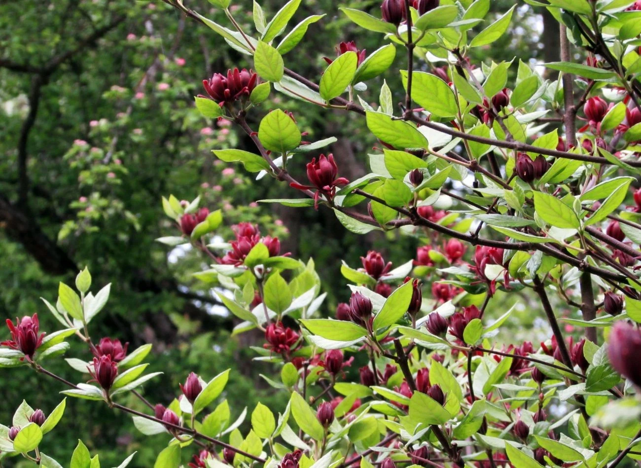 Kielichowiec wonny często sadzony jest jako nieformalny żywopłot.