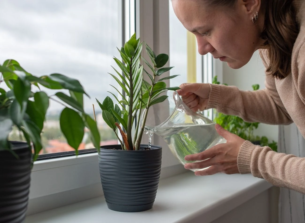 Gdy zauważysz ziemiórki latające w pobliżu swoich roślin, w pierwszej kolejności sprawdź, czy roślina nie jest przelana