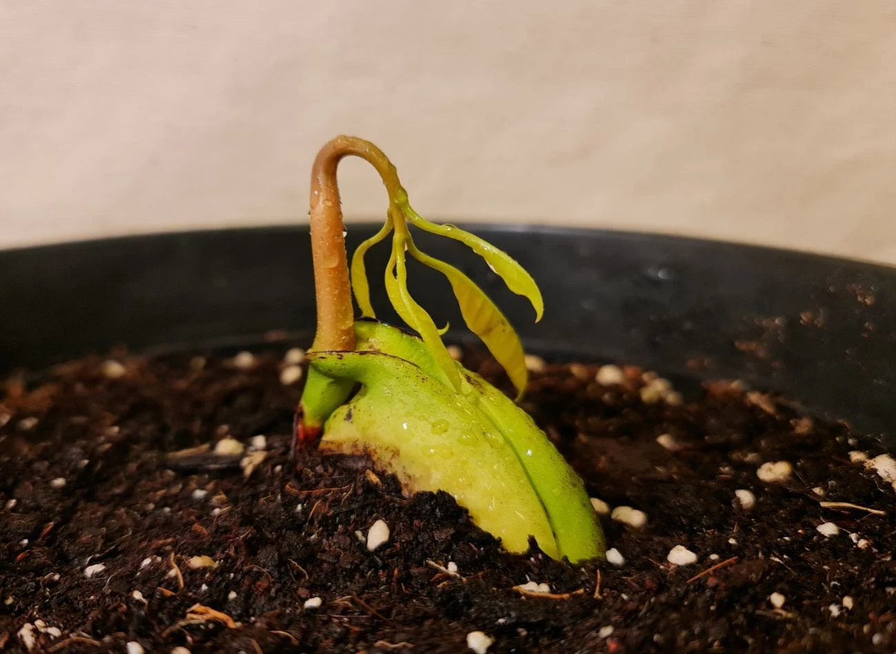 Najczęściej mango zaczyna kiełkować dopiero po kilku tygodniach od posadzenia