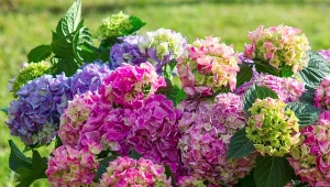 Podpowiadamy, jak zrobić odżywczy nawóz do hortensji na koniec sezonu.