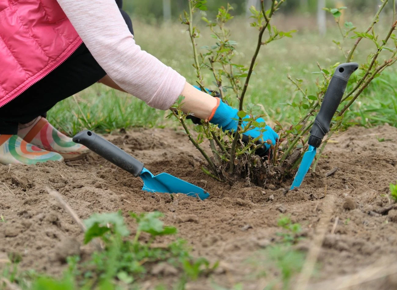 Zbyt duża ilość granulatu rozsypana wokół podstawy rośliny może prowadzić do zasolenia podłoża i zahamowania wzrostu.