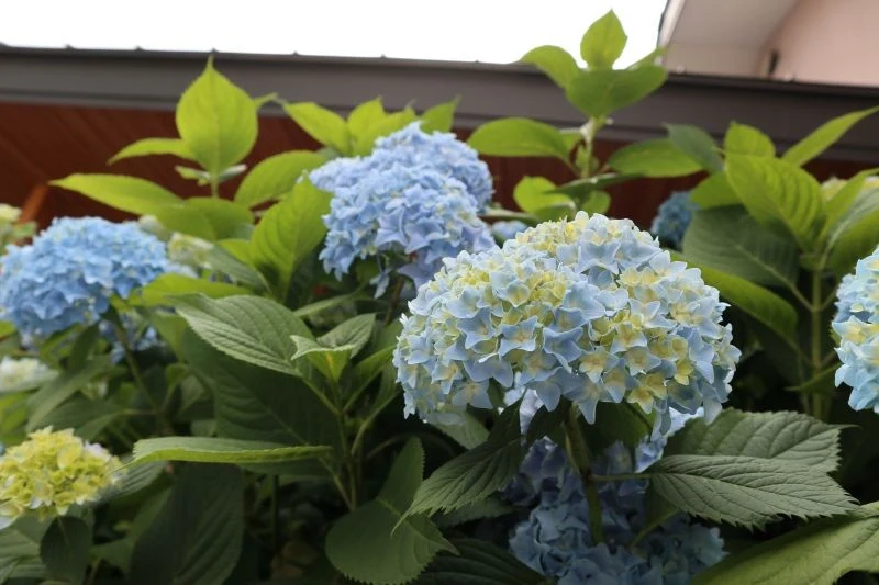 Hortensje potrzebują nawożenia również późnym latem