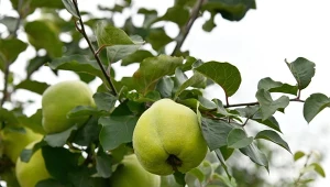 Jak pielęgnować pigwę, żeby dobrze owocowała?