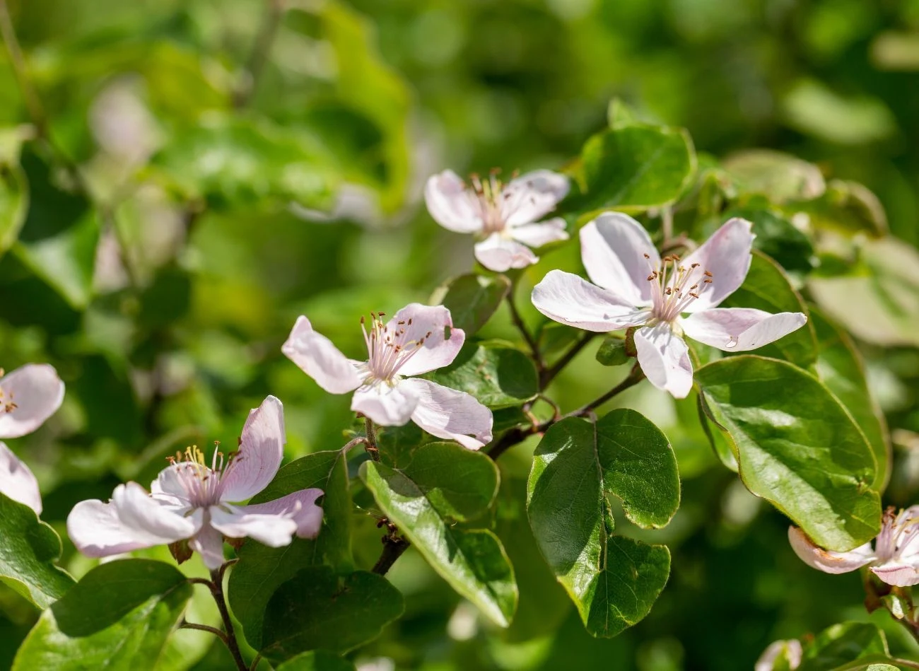 Prawidłowe nawożenie pigwy latem jest kluczowe dla poprawy owocowania.