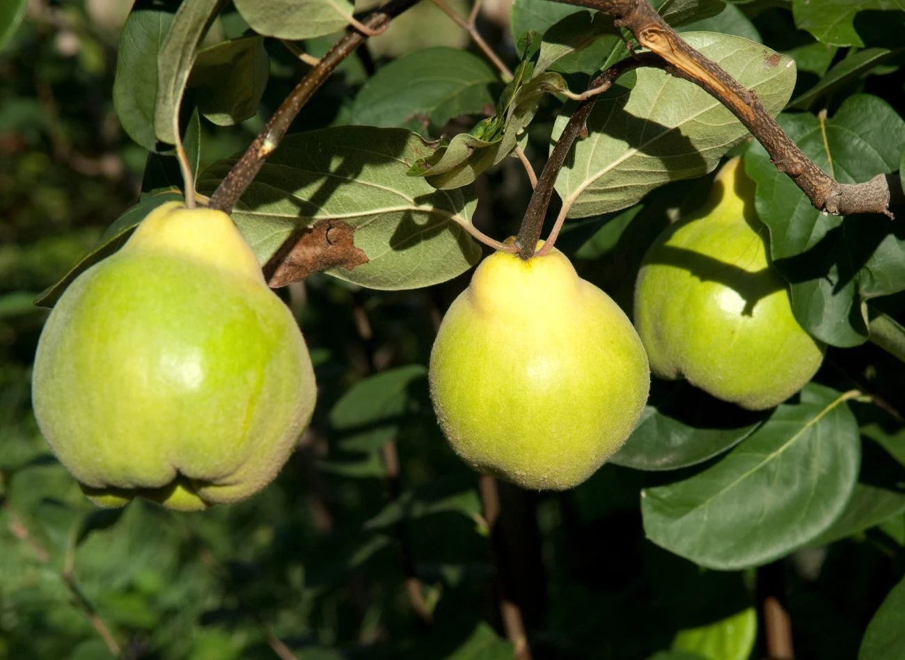 Właściwie warunki glebowe są kluczowe dla prawidłowego wzrostu i owocowania.