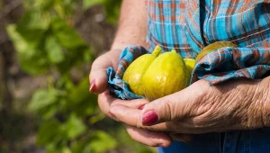 Aromatyczne i pełne witamin owoce do października. Najlepsze odmiany i uprawa figowca w ogrodzie