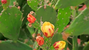 Owoce opuncji figowej są cennym źródłem witamin i błonnika.