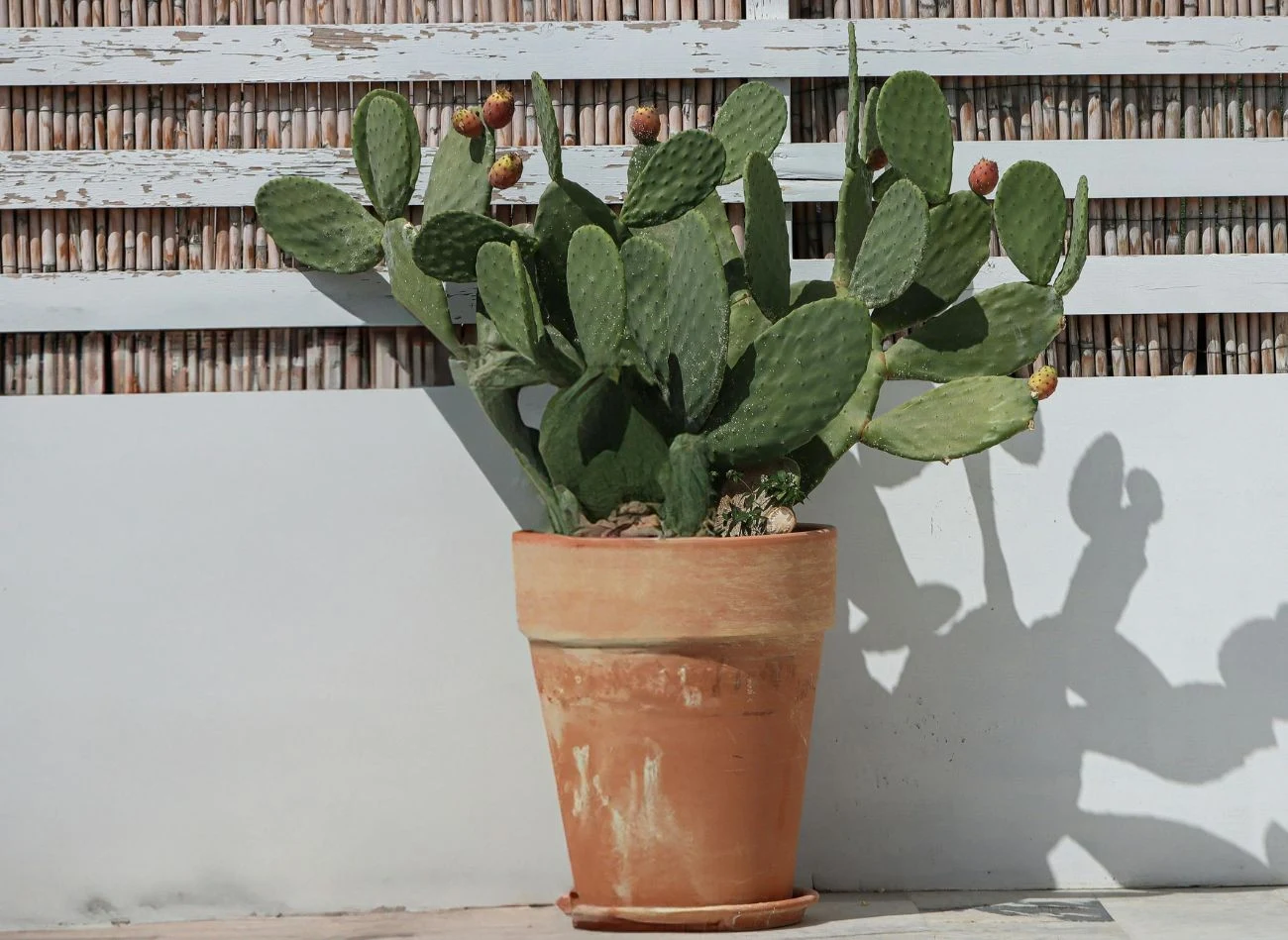 Opuncja figowa najlepiej rośnie w pełnym słońcu, w uprawie doniczkowej może osiągać do 2 m wysokości.