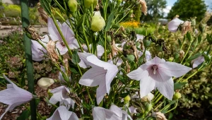 Rozwar wielkokwiatowy to postrach ślimaków i piękna ozdoba ogrodu.