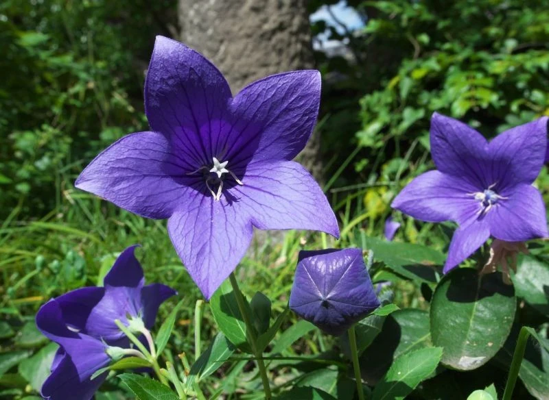 Rozwar wielkokwiatowy urokliwie kwitnie przez całe lato