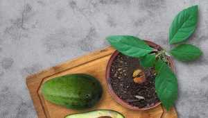 Dlaczego pestka awokado nie chce kiełkować? Poznaj 3 najczęstsze błędy w uprawie.